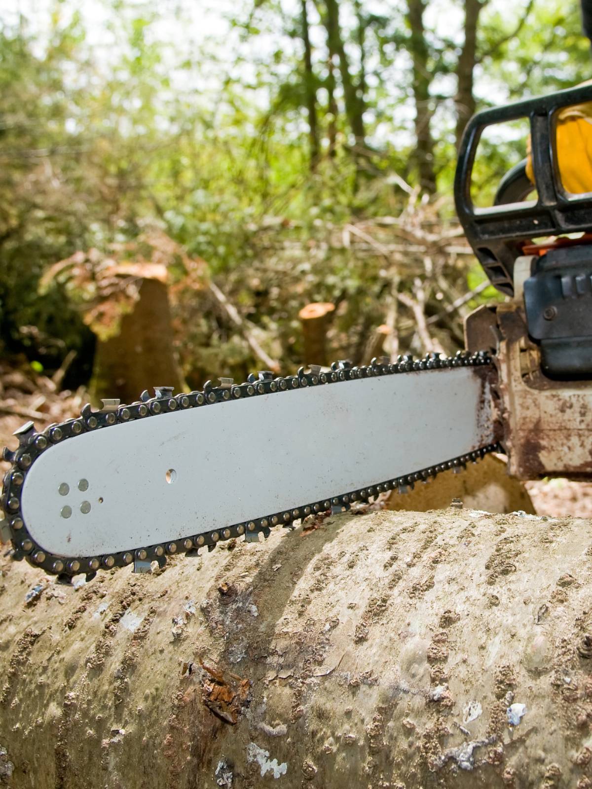 II Towns Tree Services