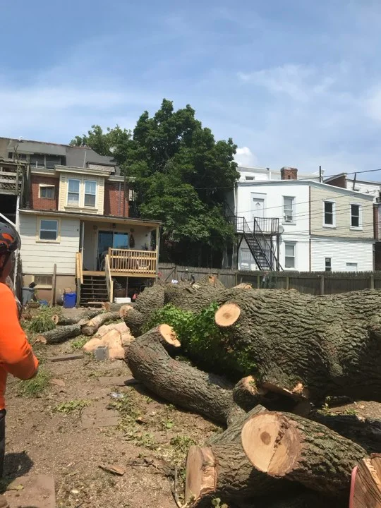 ii-towns-tree-services Image