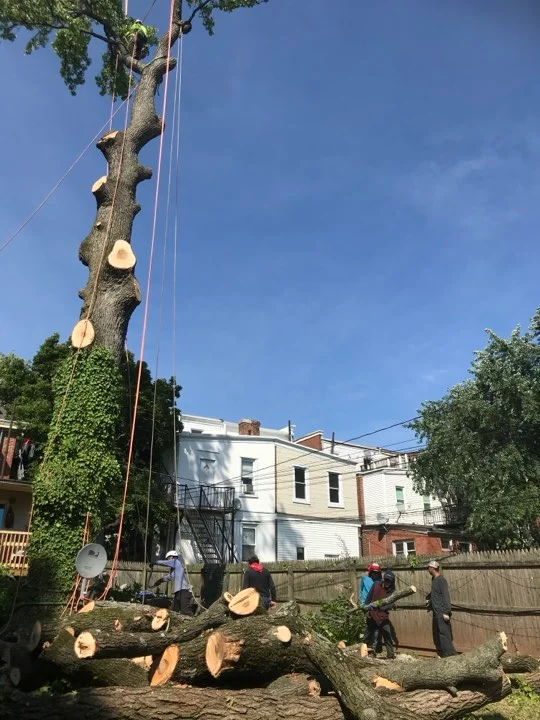 ii-towns-tree-services Image