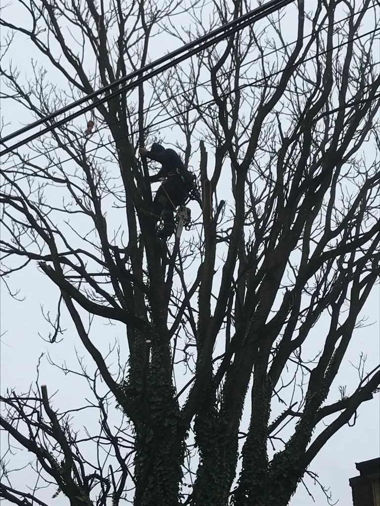 ii-towns-tree-services Image