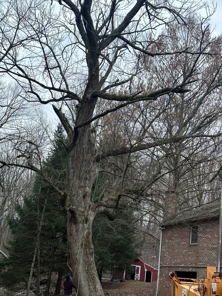 ii-towns-tree-services Image