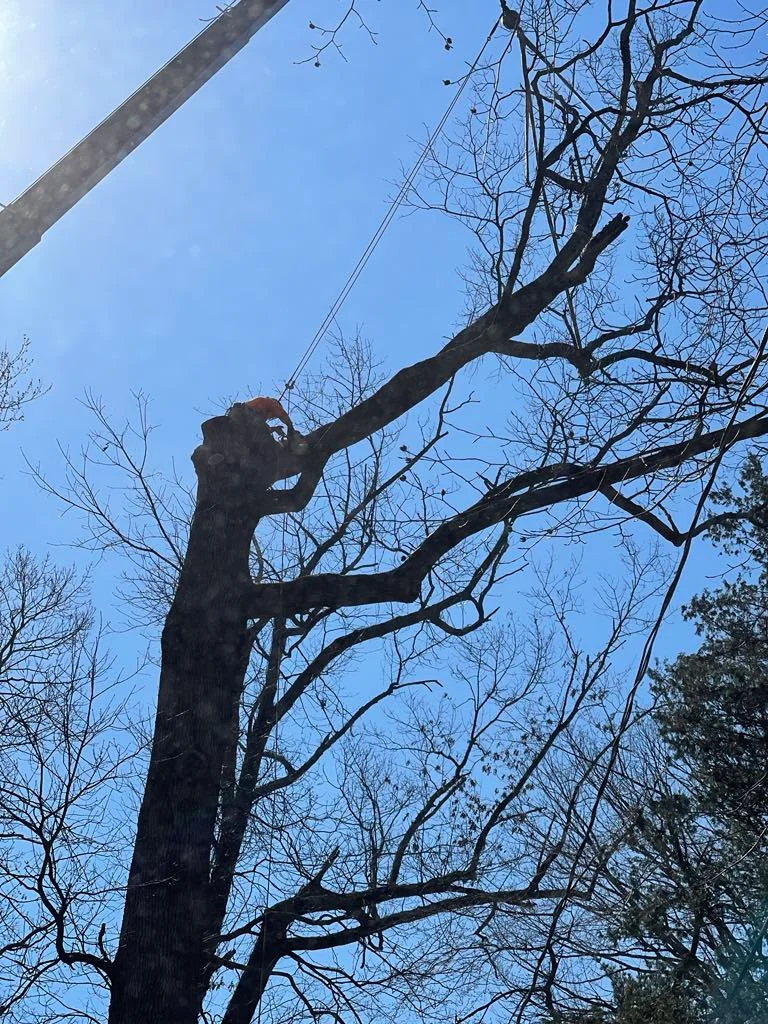 rafaellandscapingllc