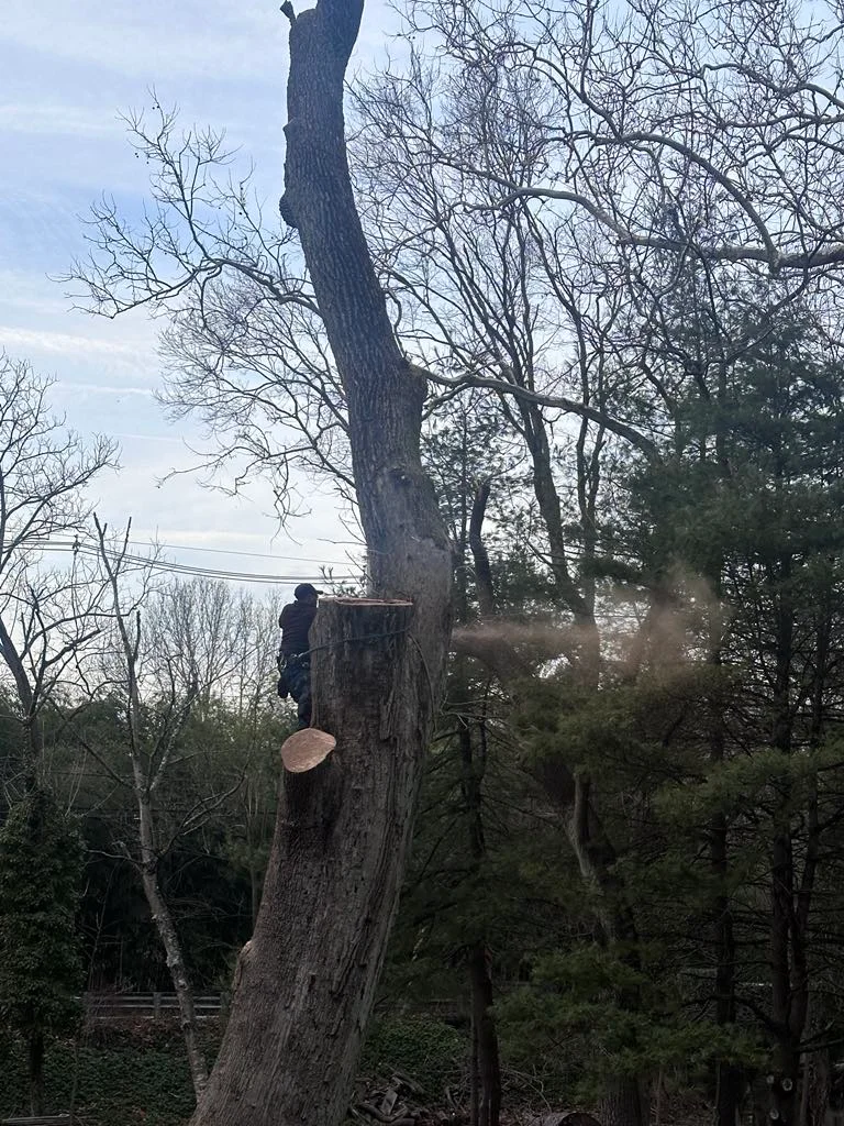 rafaellandscapingllc