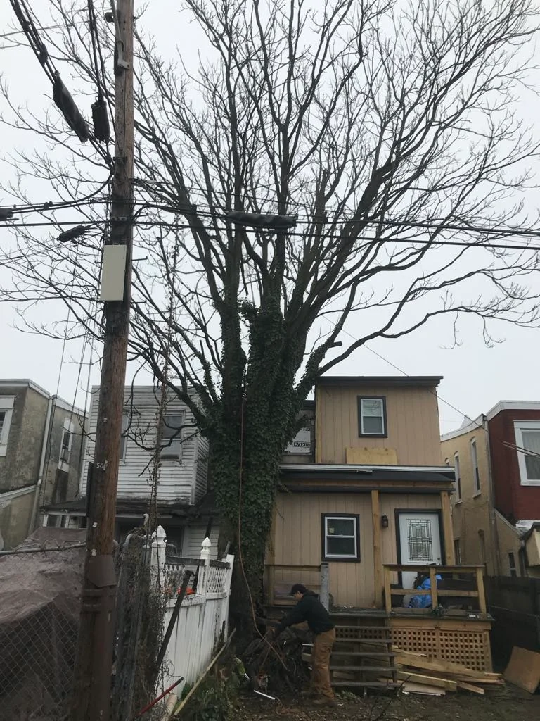 ii-towns-tree-services Image